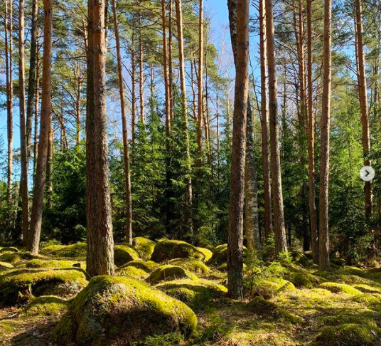 Исцеление лесом | Блог Анны Черных